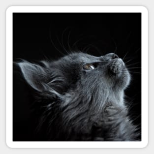 Gray Cat Sticker